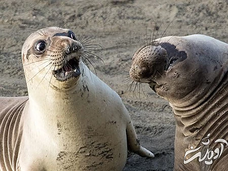 جدیدترین عکس های خنده دار،عکس های خنده دار حیوانات عکس های خنده دار از حیوانات, جدید ترین عکس های خنده دار